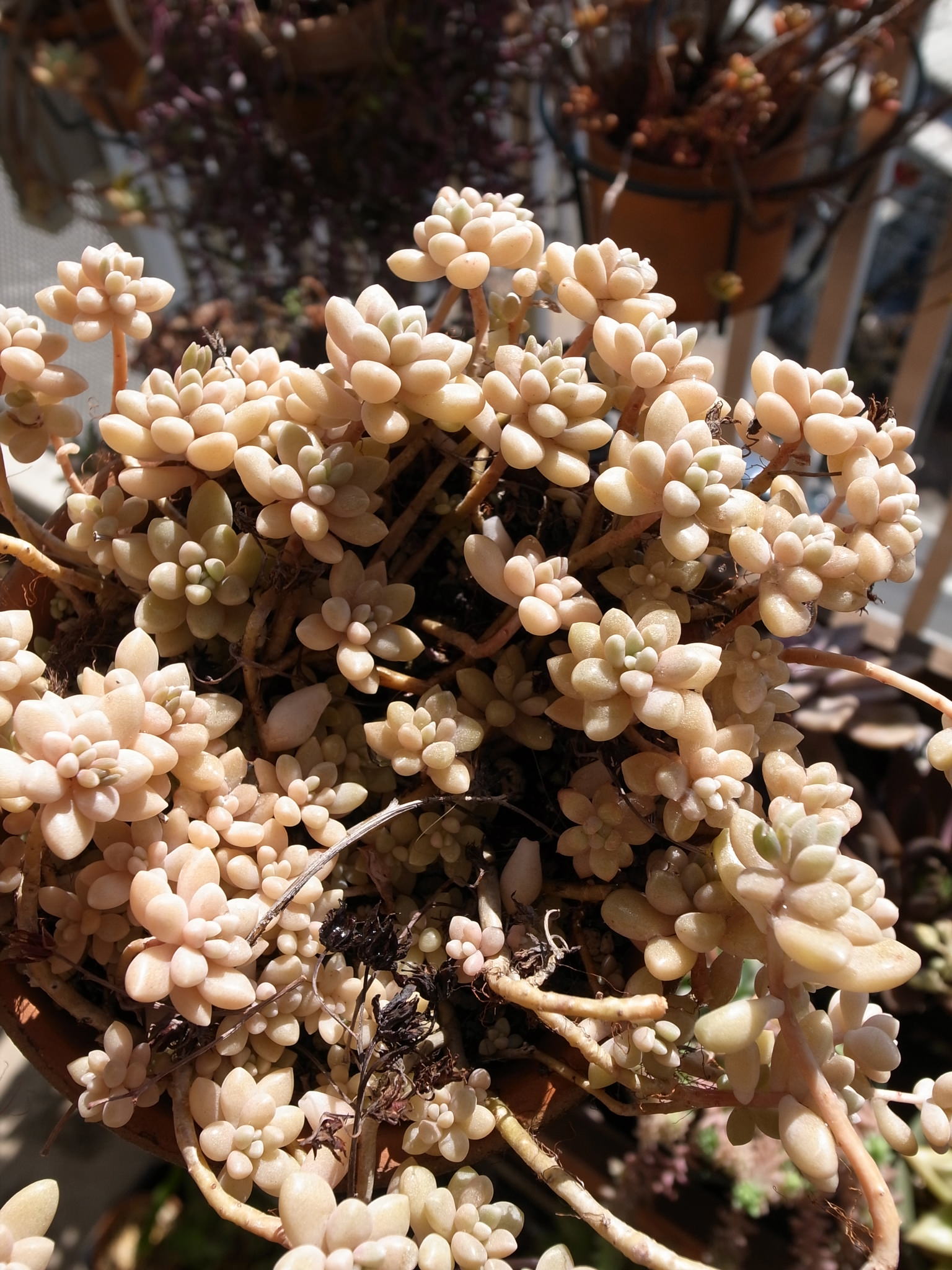 Graptopetalum mendozae